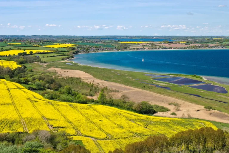 Rapeseed field
